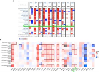 Integrative Analysis of Minichromosome Maintenance Proteins and Their Prognostic Significance in Melanoma